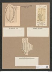 Navicula sandriana Grun. (de-Toni-Nr.: Genus 1, Species 366) Zeichnungen Sammlung Grunow Nr. 833 (NHMW-BOT-W0367264)